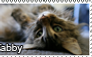 Tabby stamp