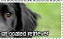 Flat-coated retriever stamp