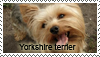 Yorkshire terrier stamp by Tollerka