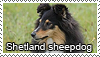 Sheltie stamp