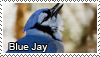 Blue Jay stamp