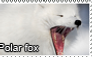 Polar fox stamp