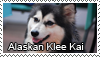 Alaskan Klee Kai stamp by Tollerka