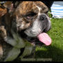 :2008: English bulldog