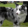 Border collie