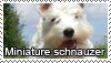 Miniature schnauzer stamp