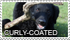 Curly-coated retriever stamp by Tollerka