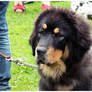 :2009: Tibetian mastiff
