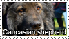 Caucasian shepherd dog stamp