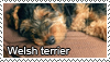 Welsh terrier stamp by Tollerka