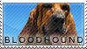 Bloodhound stamp by Tollerka