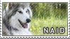 Native Am. Indian dog stamp by Tollerka