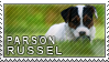 Parson russel terrier stamp by Tollerka