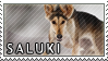 Saluki stamp