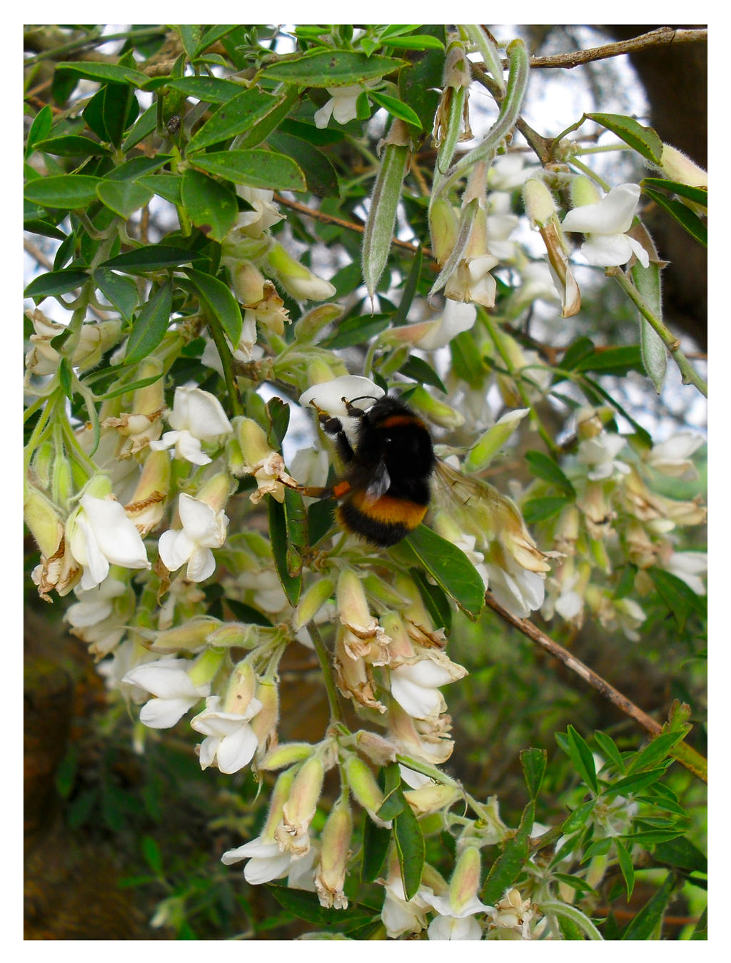 The Secret Life Of Bees III By Neutralization On DeviantArt the-secret-life-of-bees-iii-by-neutralization-on-deviantart