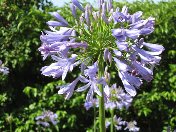 Flower Close-up