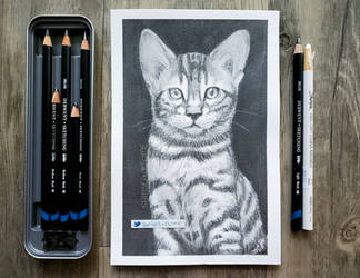 kitten portrait by sambeawesome