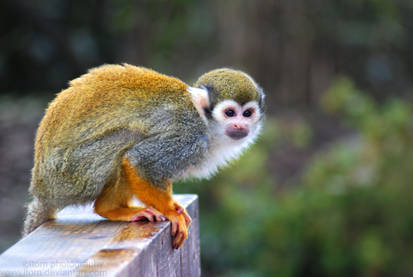 Squirrel Monkey