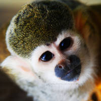 Baby Squirrel Monkey