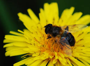 Dandelion