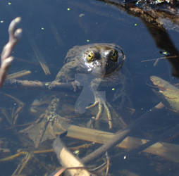 Frog in water