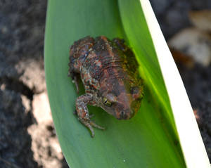 Frog on a leaf