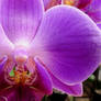 Purple Kiss