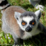 Curious young ring-tailed lemur.