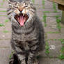 Big Male Yawn