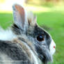Sunny Bunny