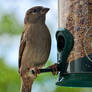 Female Sparrow Feeding Time