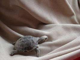 Baby Galapagos Tortoise