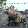 Marine Iguana 3