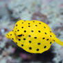 Black-spotted boxfish