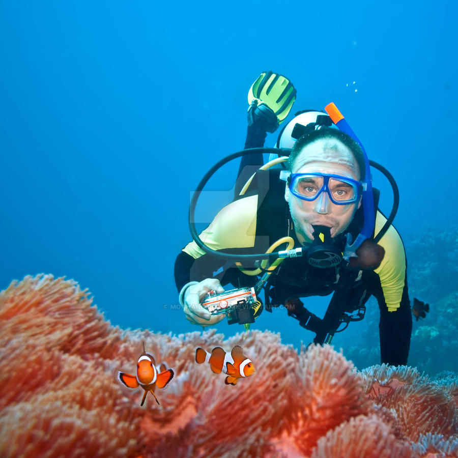 Clownfishes and photographer