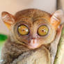 Phillipine tarsier I