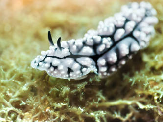 Nudibranch I