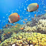 Red-tailed Butterflyfishes