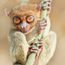 Phillipine tarsier III