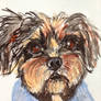 Alfie the terrier cross_1