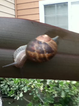 Snail