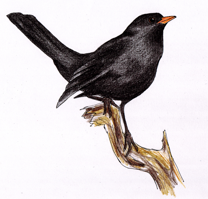 Blackbird