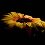 Sunflowers 1