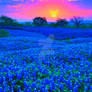 Bluebonnet Field in Ellis County, Texas