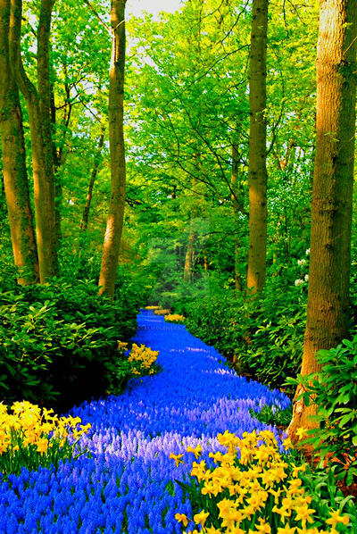 Blue Path Keukenhof Gardens Netherlands