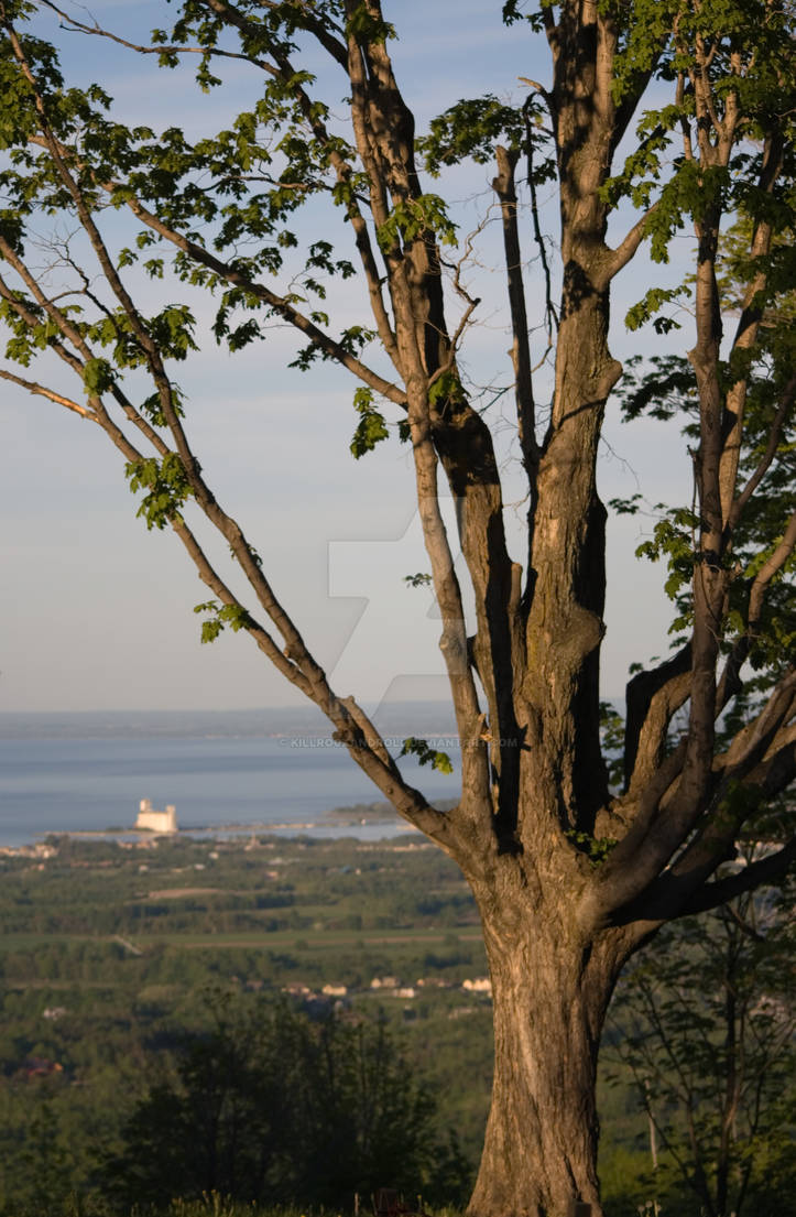 Overlooking Trees The Overlooking Tree by killrockandroll on DeviantArt