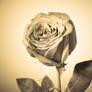 Antiqued Rose