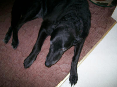 Black Lab Deviantart Black lab by Akirai on DeviantArt