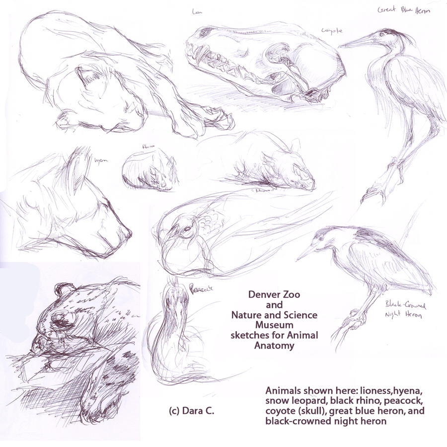 Animal Anatomy Drawings by bakubreath on DeviantArt