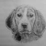 puppy - pencil drawing